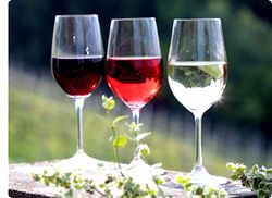Классификация и виды вин
