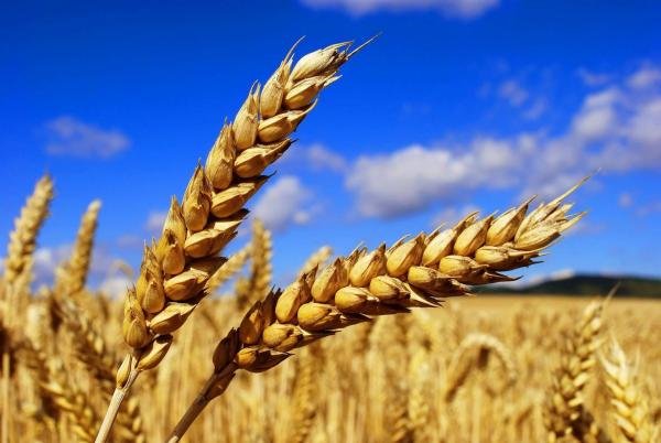 Брага из пшеницы и получение самогона
