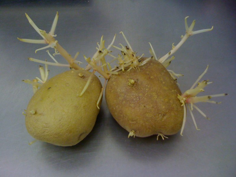 Настойка на картофельных ростках