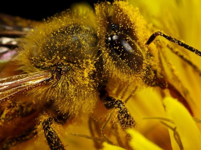 Приготовление и применение настойки из пчелиного подмора на самогоне
