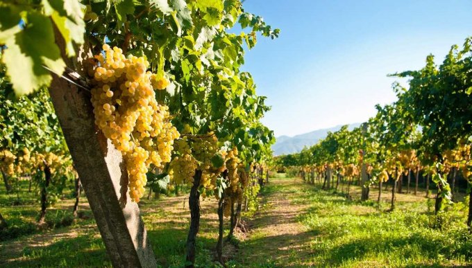 Крымские виноградники