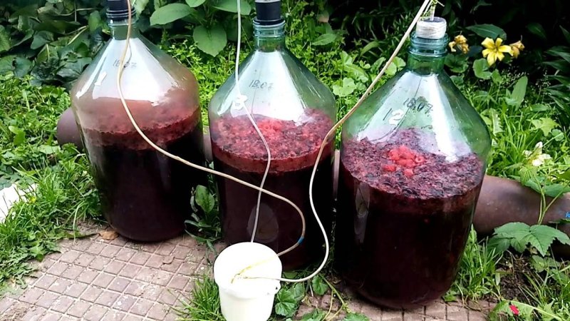 Винное брожение
