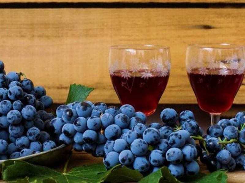 Домашнее вино из винограда Изабелла