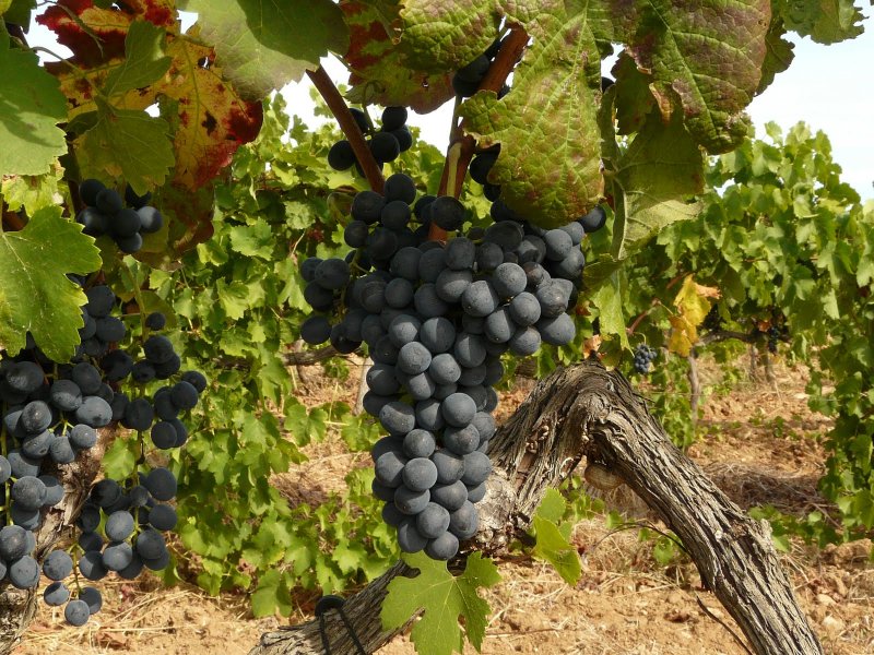 Syrah-grapes Health Benefits