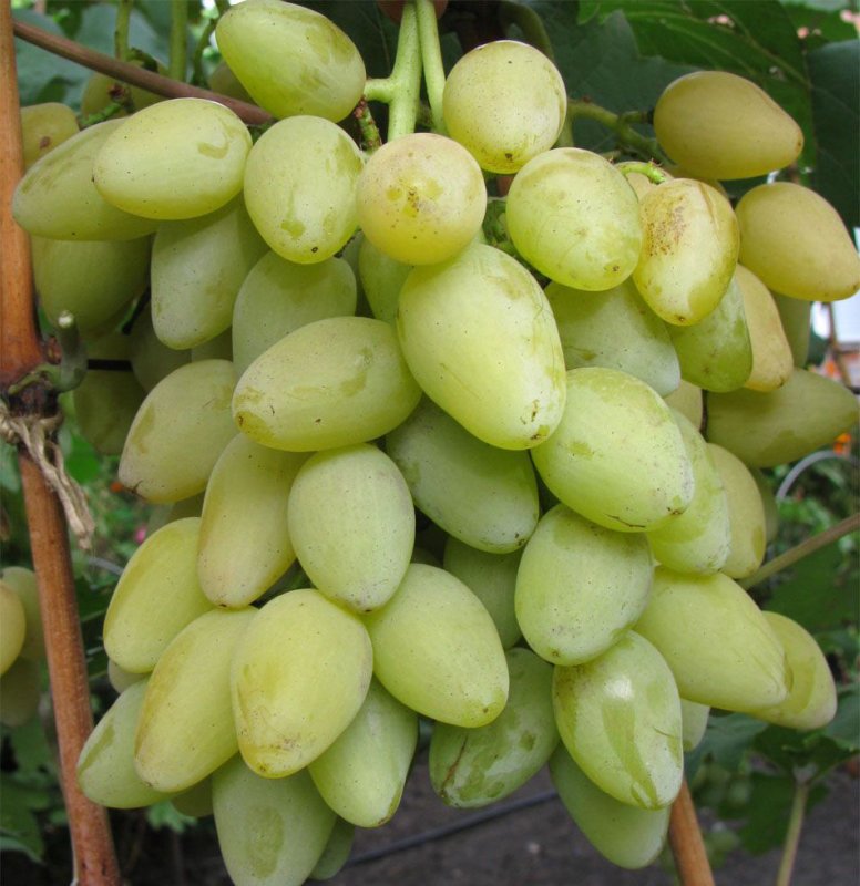 Сорт винограда Мускат: описание и разновидности